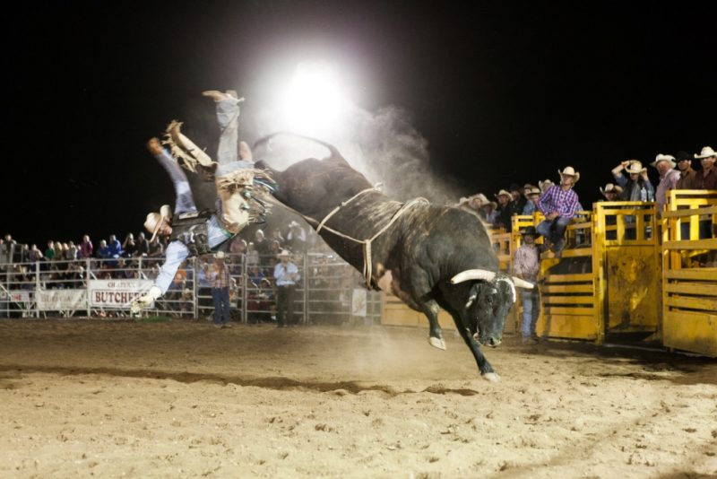 Chiltern Rodeo cowboy being thrown off bull pro rodeo mid air